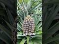 The Secret Behind Huge Pineapples