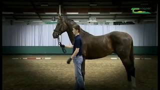 A guide to showing a horse in hand using the triangle for the 'Young Breeders Competition'