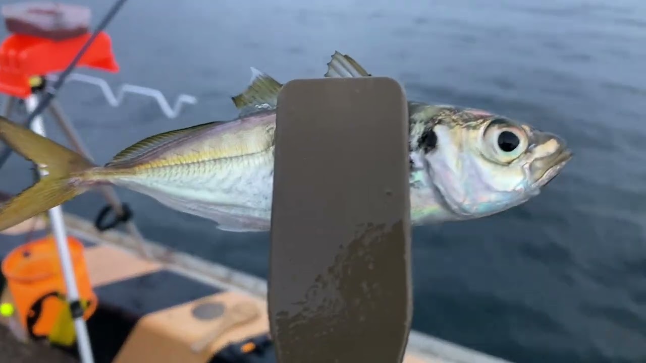 千葉県の内房でアジ釣り「サビキ釣り」