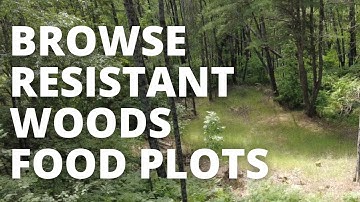 Creating Browse Resistant Food Plots In The Woods