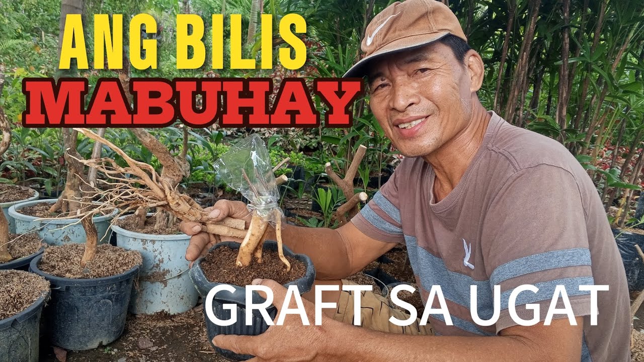 PAANO KUMUHA NG UGAT NG BOUGAINVILLEA.PWEDE NG GRAPAN AGAD AGAD.