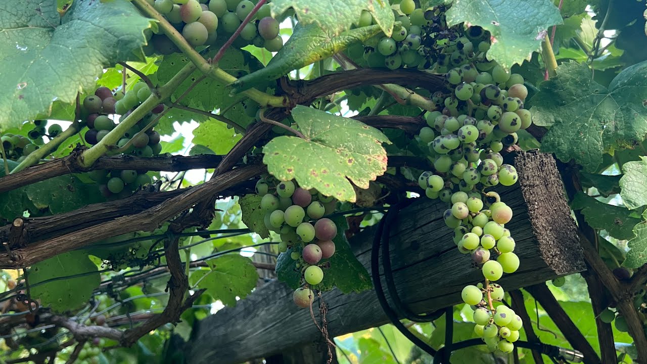 Trimming grape vines and lower peddling shrubs