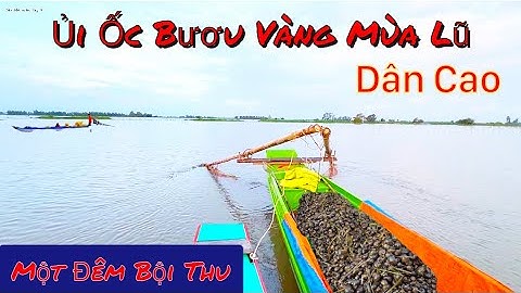 Cào Ốc Bươu Vàng Mùa Nước Lũ Lên Nhanh Bỏ Vốn Ít Thu Về Lợi Nhuận Cao