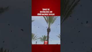 İsrailde On Binlerce Arı Sürü Halinde Yayıldı