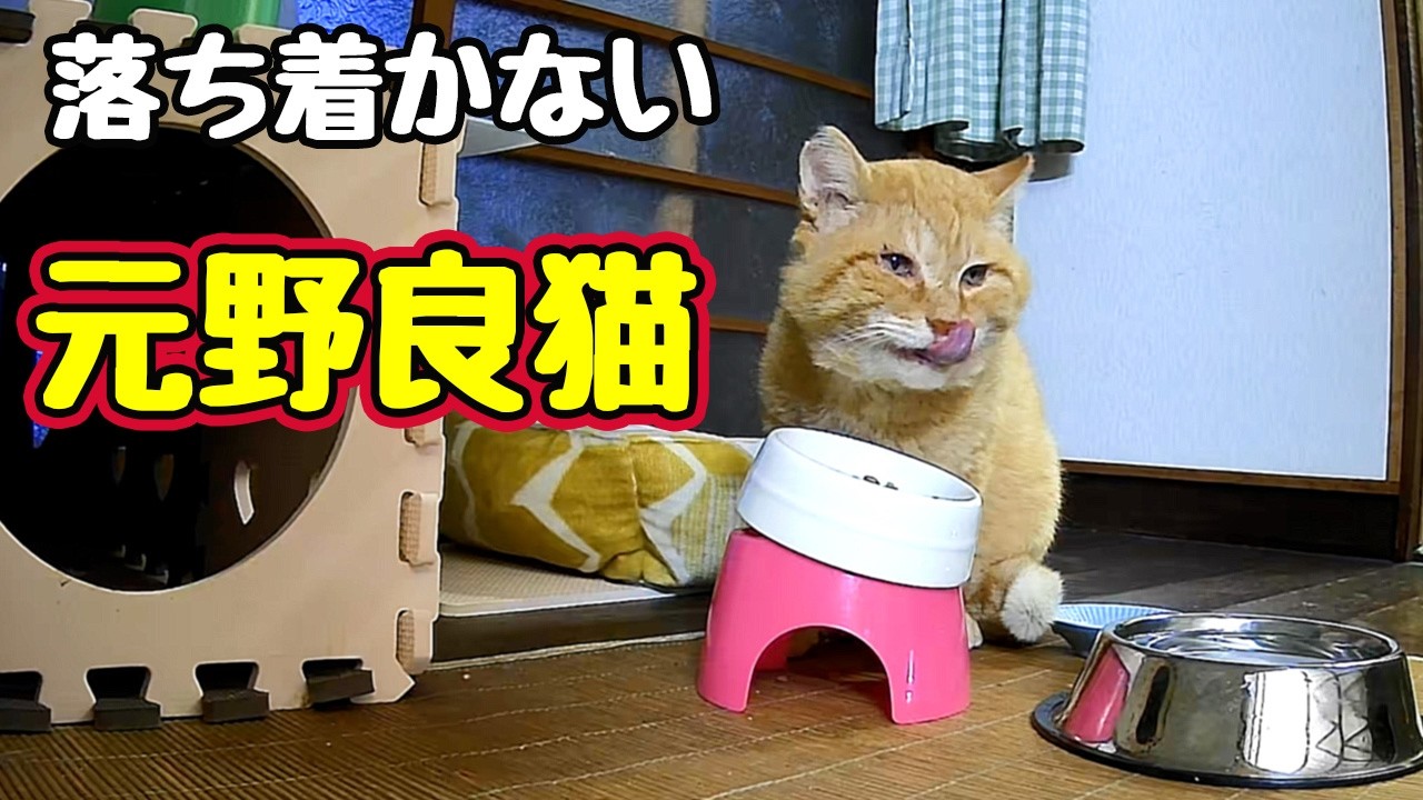 猫がいる生活 Quickly retreats [Former stray cat] - YouTube
