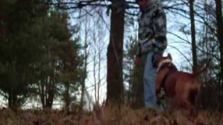 American Staffordshire Terrier Luna