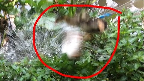 Câu cá lóc bằng vịt, dính cá lóc khủng kịch tính kéo chìm vịt