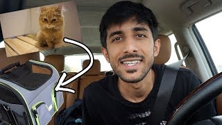 ‏We rescued a lost Cat! (Found under my car) - لقينا قطوة ضايعة (تحت السيارة)