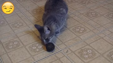 Cat Is Playing With A Catnip Ball.