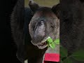 Inca The Mountain Tapir ASMR