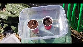 Planting Lettuce (Drunkin Woman and Red Michigan) 2020