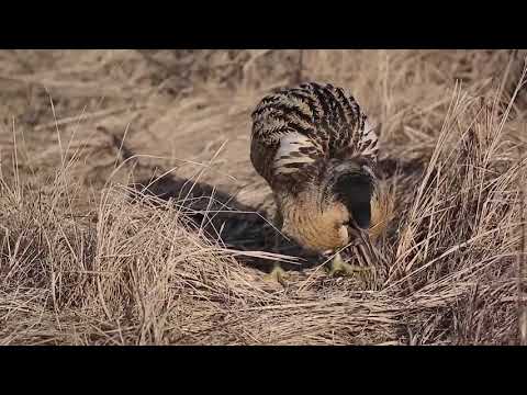 Video: Kas ir melnais putnu vērotājs?