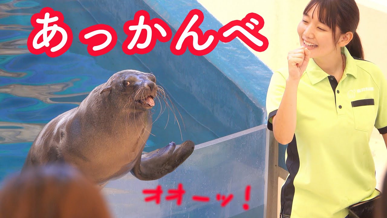 可愛い 鳥羽水族館のアシカショー ミナミアフリカオットセイのサンちゃん Sea Lion Show At Toba Aquarium Fur Seal Youtube