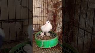Cute And Funny Fancy Pigeon