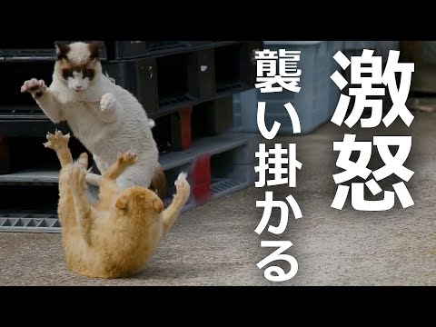 【大乱闘】野良猫たちが大ケンカに最後には…