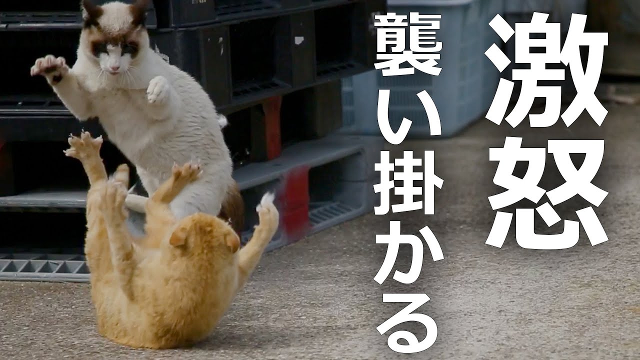 【大乱闘】野良猫たちが大ケンカに最後には…