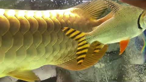 Cách phân biệt Bối 24k9999 chuẩn chỉ