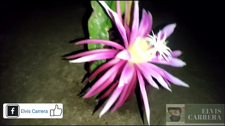 Flor de pitahaya connie Mayer the best flower  dra...