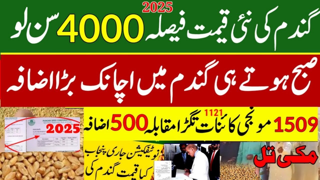 Today Wheat price in punjab | گندم کا ریٹ 2025 | wheat price 2025 in ...