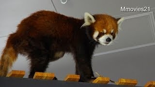 涼しい部屋で快適なエイタとセイタ~Red Pandas