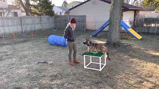 Dutch Shepherd Agility/Obedience work