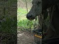#farmlife #trendingshorts #carabao #viralshorts