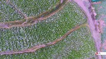 TOUR CANH DANH HOA CAM TU CAU DA LAT  0912 485559