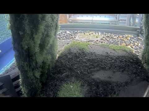 parc natural del montseny comarques Emissió en directe de: Life Tritó Montseny