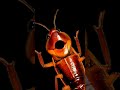 la cucaracha