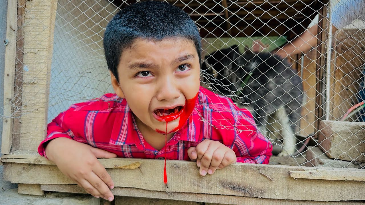 Ali khatarnak husky dogs 🐕 k cage me phans gaya 😭 || Ali zakhmi ho gaya 😳