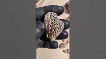 Fossilized Coral! @TheNoobRockhound #music