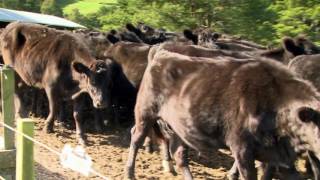 Grass Fed Wagyu Beef in Northland Resimi