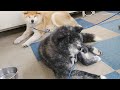 秋田犬会館配信！