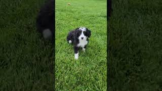 Cute Puppy Video Ruby mini bernedoodle woodlotcompanions
