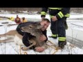 Chagrin Falls firefighters rescue deer who fell through ice on Chagrin River