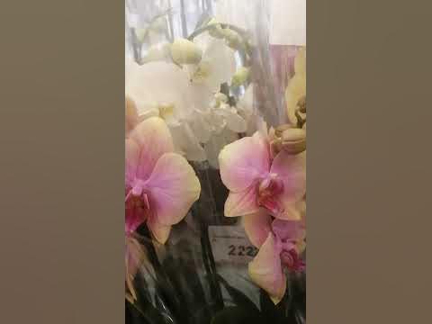 07.03.24.Леруа Юдино Подмосковье. - YouTube