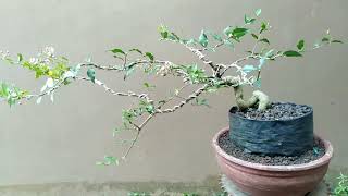 Selesai Wiring Bonsai Sianci Mikro #bonsai