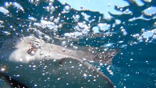 Fish Bytes: NJ Shark Adventure