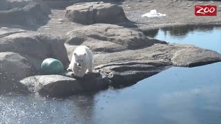 Adorable Polar Bear Cub Swims and Plays As A Thousand Fans Watch Public Debut