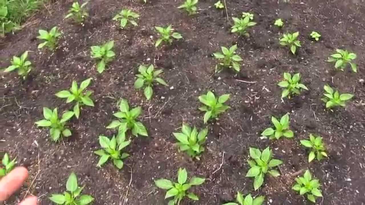 migardener potatoes Organic Garden Update