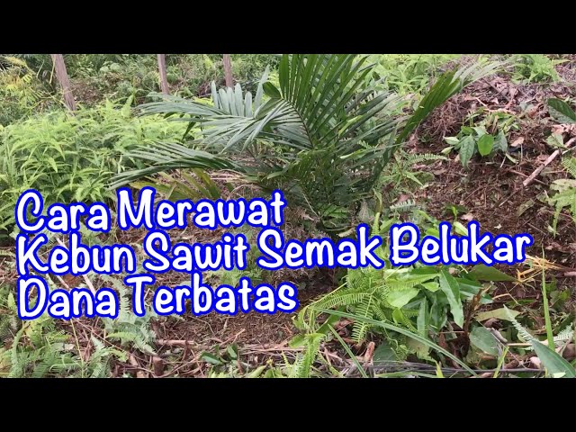 Cara merawat kebun sawit baru tanam yang semak belukar dengan dana terbatas class=