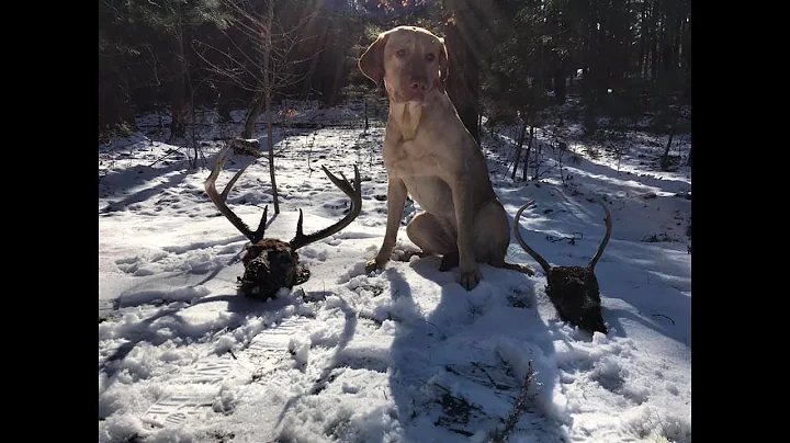 Deer Dogs with Jeremy Moore