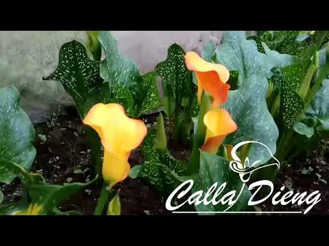 Video: Cara Menanam Bunga Lili Calla Lili
