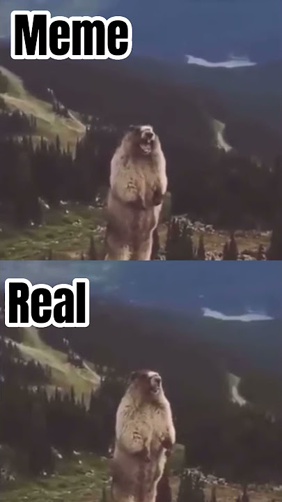 Marmot screaming Meme vs Original