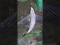 هذه حيواناتٌ خلقها الله بقدراتٍ خارقة، وكان الأخير مدهشًا للغاية, 😲 #معلومات #facts# viral #animals