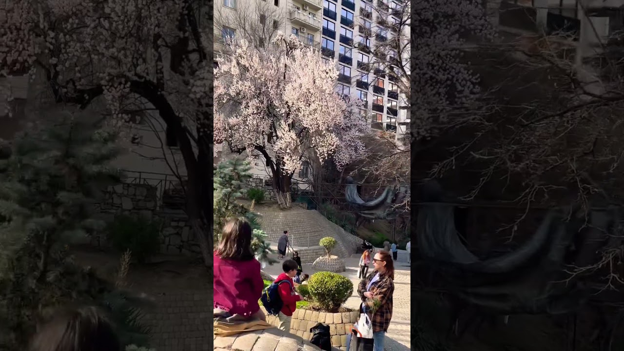 Beautiful Spring Georgia🌸🍃  