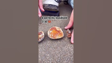 8 Year old finds a RARE and EXTINCT fossilised crab 🦀 #fossils #shorts #beach #finders #rocks #crab