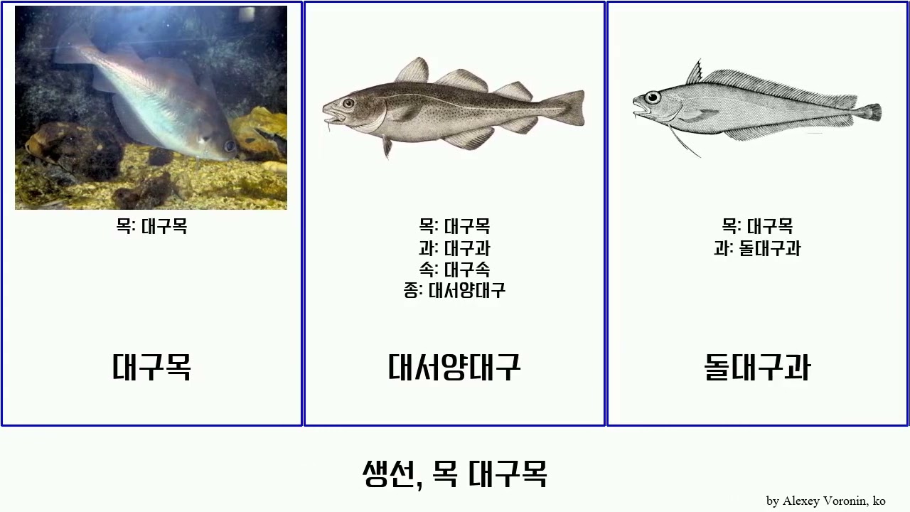 생선, 목 대구목 fish 북대서양대구 에우클리크티스 Futuremono 피키스과 민태과 긴대구과 민대구과 폴리네무스 그린란드대구 Kreuzberg Gadiformes 날개멸속