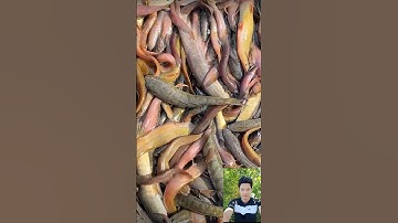 bắt được một mớ cá lóc đem về phơi khô cả nhà ơi