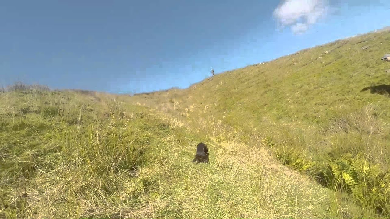 Barney Rabbits - YouTube